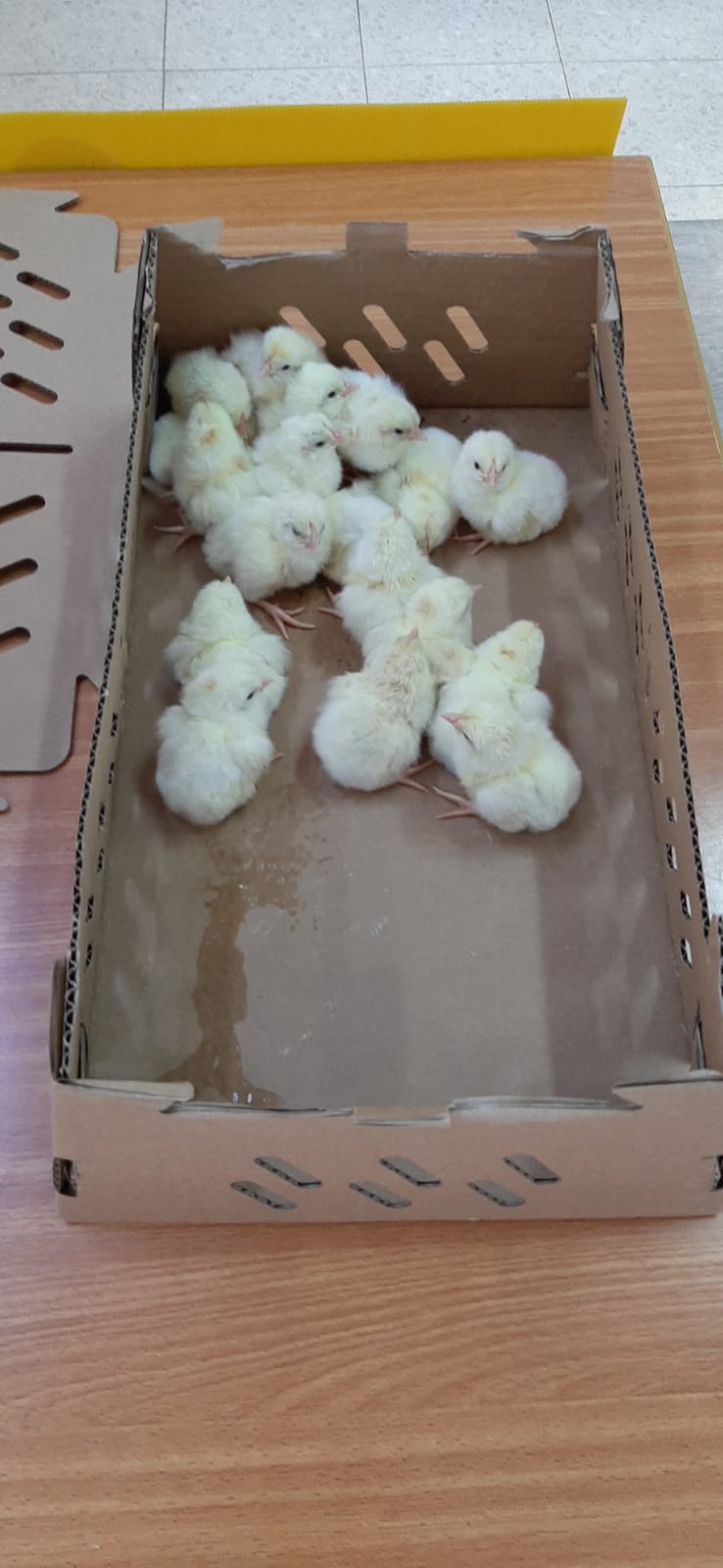 גן אלונים עושים חסדים by iris asher - Ourboox.com