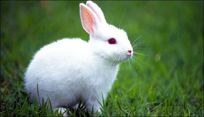 التكيف عند الارنب by abullahalkhmour - Ourboox.com