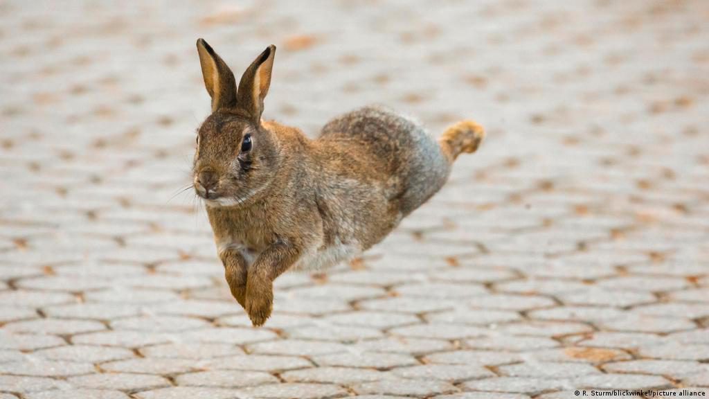 التكيف عند الارنب by abullahalkhmour - Ourboox.com