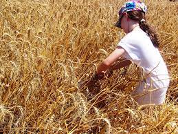 חג השבועות by dana levi - Ourboox.com