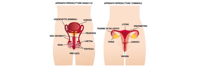 Educazione Civica by andrea - Illustrated by Andrea, Samuele, Valerio, Ester, Antonio e Giovanni - Ourboox.com
