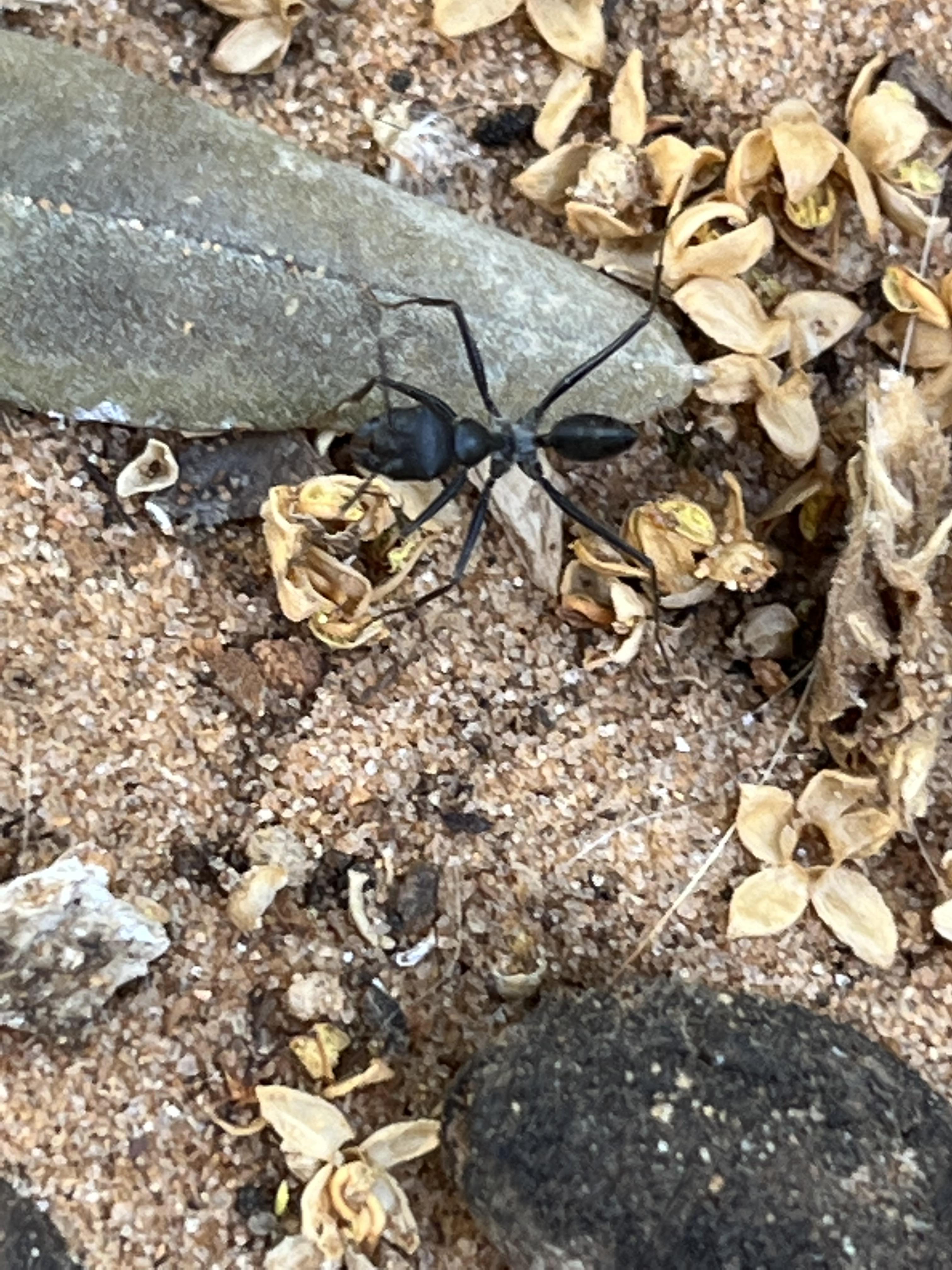 יחסי גומלין מסוג טורף נטרף by Jeremie Amsellem - Illustrated by ג