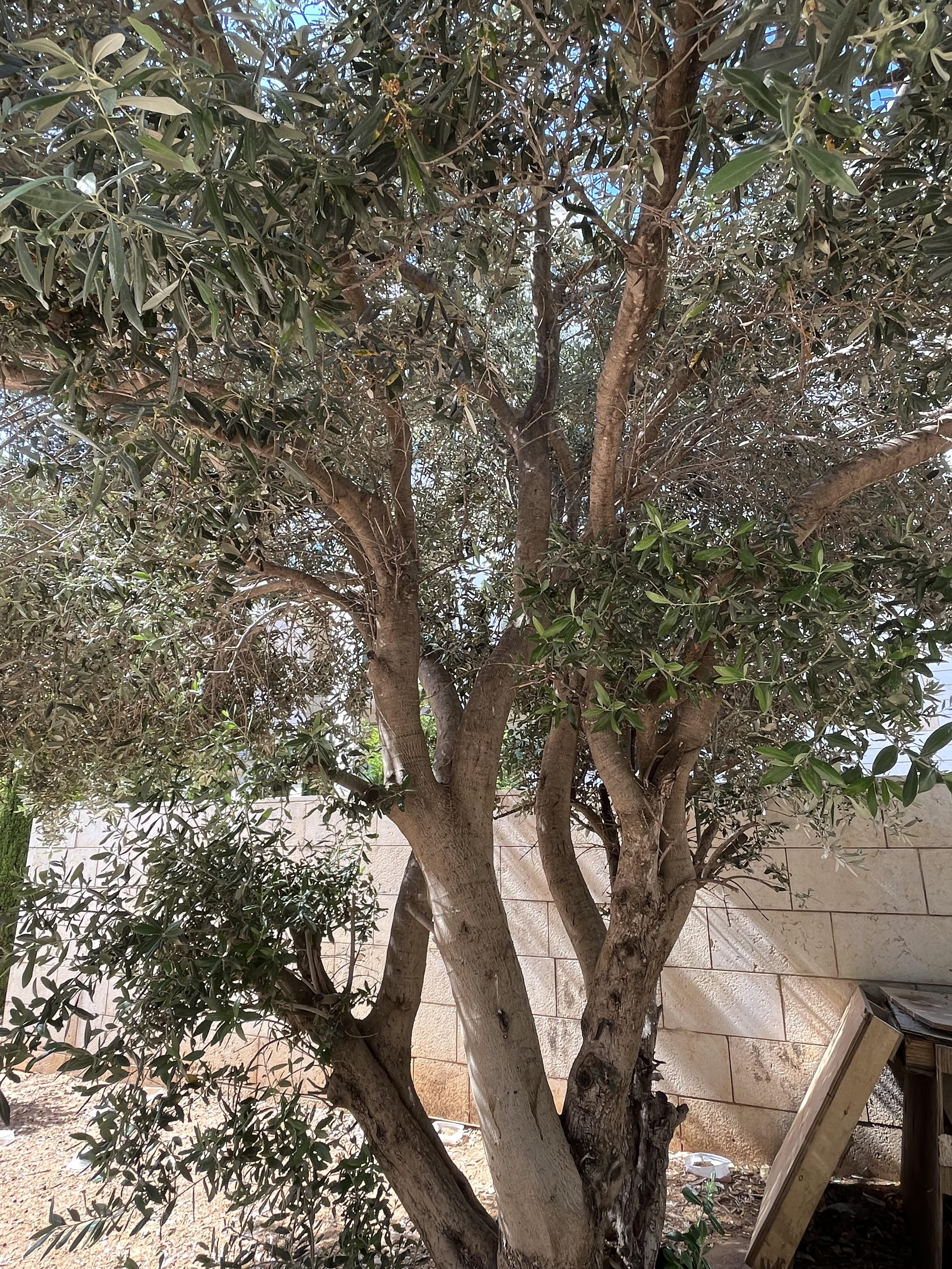 יחסי גומלין מסוג טורף נטרף by Jeremie Amsellem - Illustrated by ג