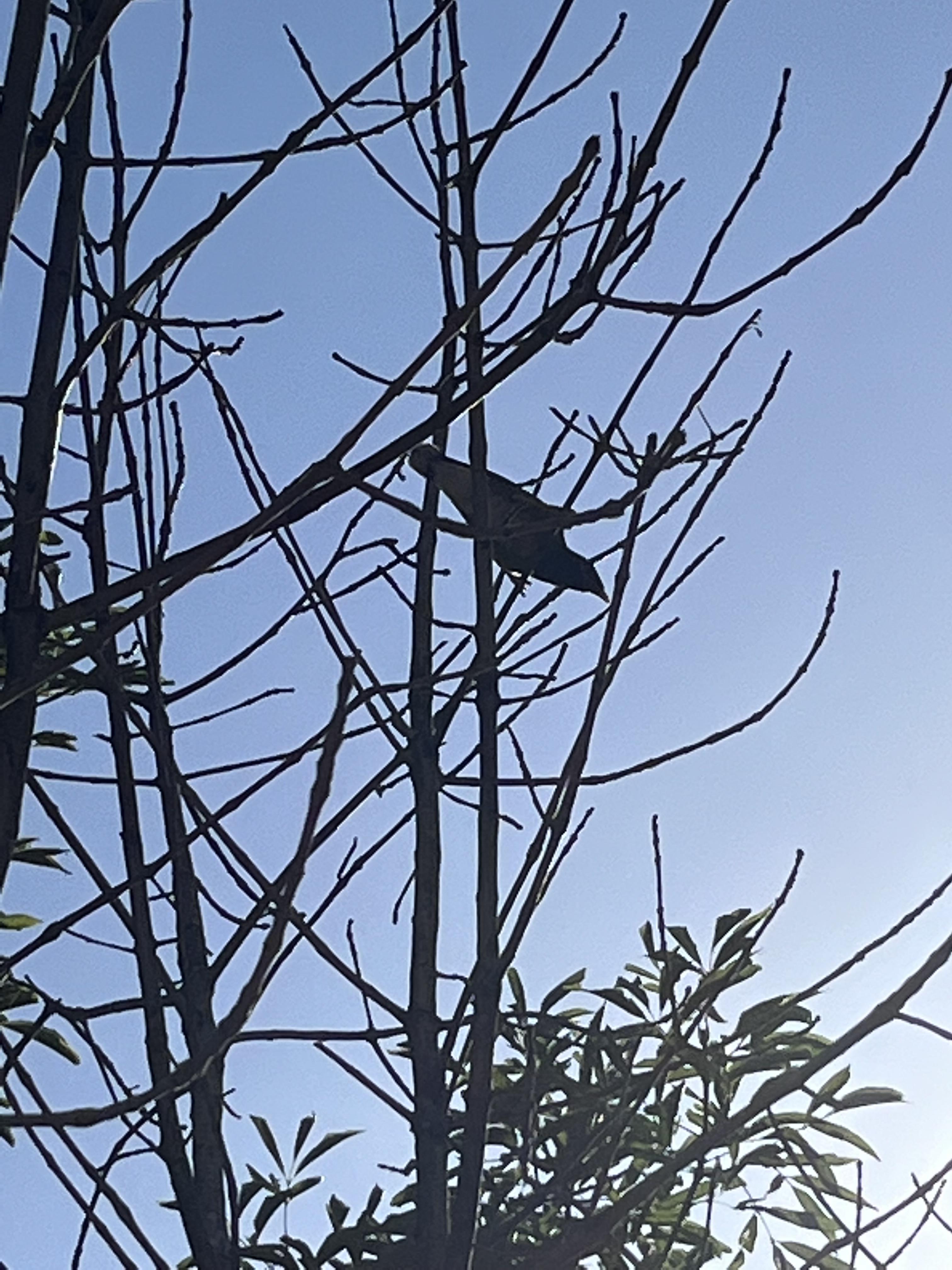 יחסי גומלין מסוג טורף נטרף by Jeremie Amsellem - Illustrated by ג