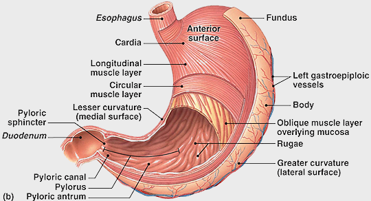 מערכת העיכול by mona - Ourboox.com