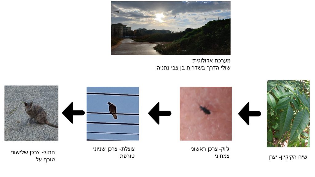 יחסי גומלין מסוג טורף נטרף by Yehonatan mudachy - Illustrated by יהונתן וליאם - Ourboox.com