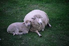 Клонування організмів by Yulia - Ourboox.com