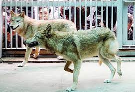 Клонування організмів by Yulia - Ourboox.com