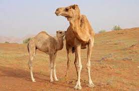 Клонування організмів by Yulia - Ourboox.com