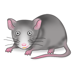 THE NEW RAT by Yarin refaeli - Ourboox.com
