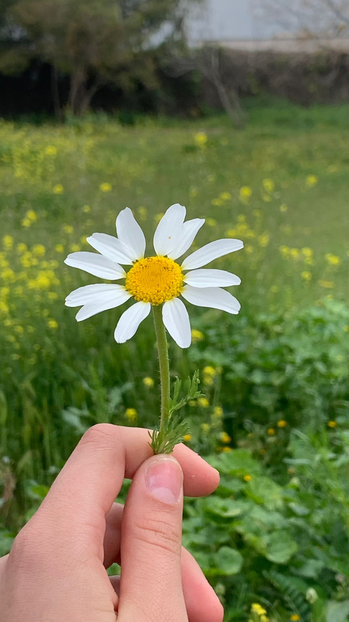 Álbum de edición de fotos by joven jubilada - Ourboox.com