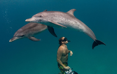 שיתוף פעולה של הדולפינים