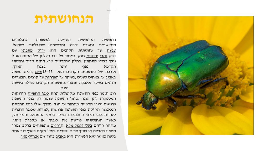 מגדיר חרקים, זוחלים ופרוקי רגליים גן שילה by itzik nachum - Illustrated by מיטל עזר נחום  2022 - Ourboox.com