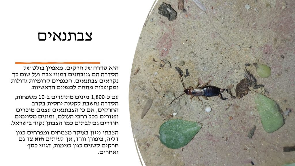 מגדיר חרקים, זוחלים ופרוקי רגליים גן שילה by itzik nachum - Illustrated by מיטל עזר נחום  2022 - Ourboox.com