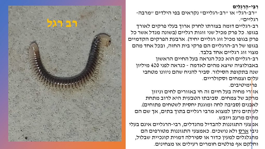 מגדיר חרקים, זוחלים ופרוקי רגליים גן שילה by itzik nachum - Illustrated by מיטל עזר נחום  2022 - Ourboox.com