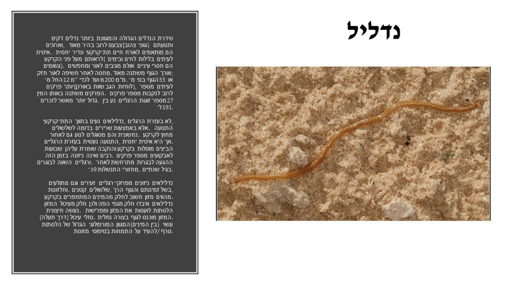 מגדיר חרקים, זוחלים ופרוקי רגליים גן שילה by itzik nachum - Illustrated by מיטל עזר נחום  2022 - Ourboox.com