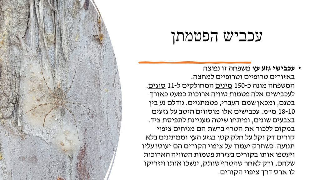 מגדיר חרקים, זוחלים ופרוקי רגליים גן שילה by itzik nachum - Illustrated by מיטל עזר נחום  2022 - Ourboox.com