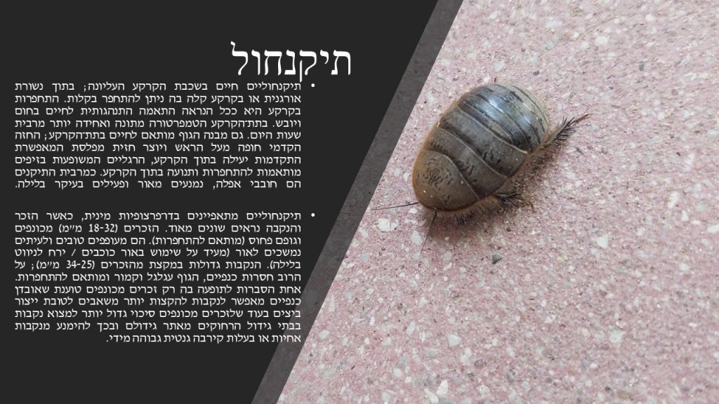 מגדיר חרקים, זוחלים ופרוקי רגליים גן שילה by itzik nachum - Illustrated by מיטל עזר נחום  2022 - Ourboox.com