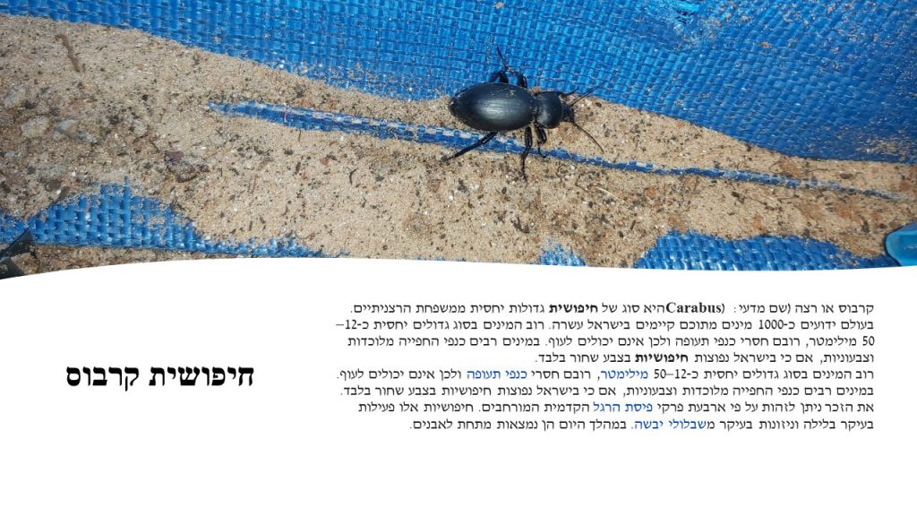 מגדיר חרקים, זוחלים ופרוקי רגליים גן שילה by itzik nachum - Illustrated by מיטל עזר נחום  2022 - Ourboox.com