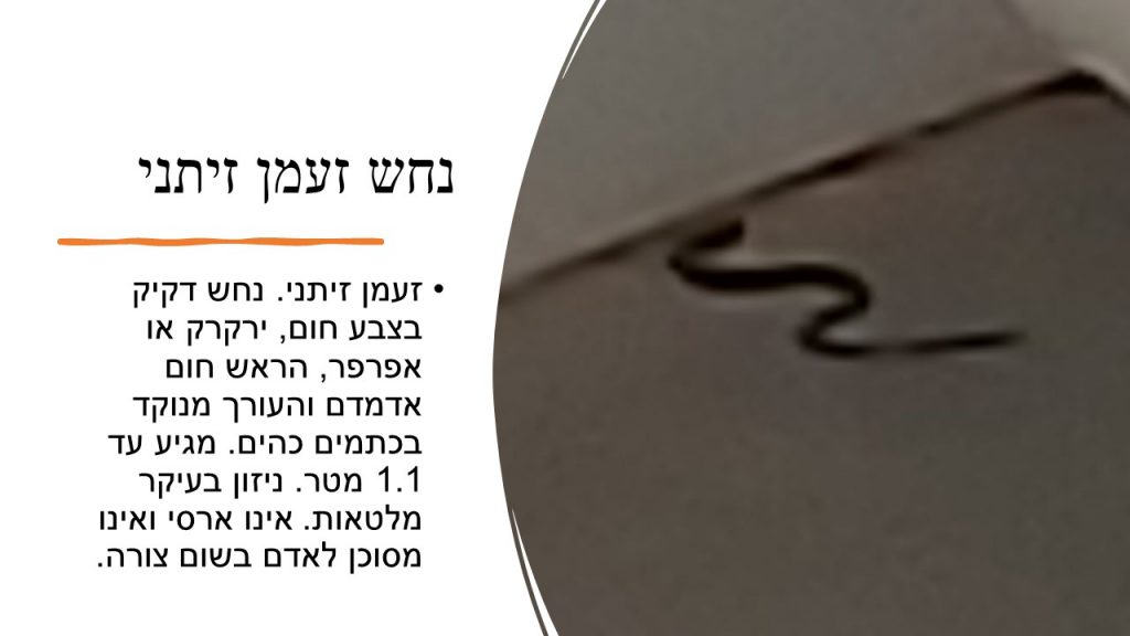 מגדיר חרקים, זוחלים ופרוקי רגליים גן שילה by itzik nachum - Illustrated by מיטל עזר נחום  2022 - Ourboox.com