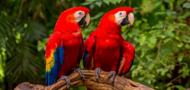 مدرسة الرسالة- شفاعمرو by boshra - Illustrated by الصف الثامن - Ourboox.com