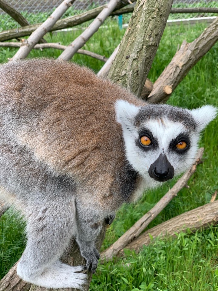 Информация за животните by Nikolay Naumov - Ourboox.com