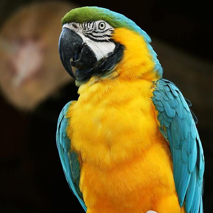 Информация за животните by Nikolay Naumov - Ourboox.com