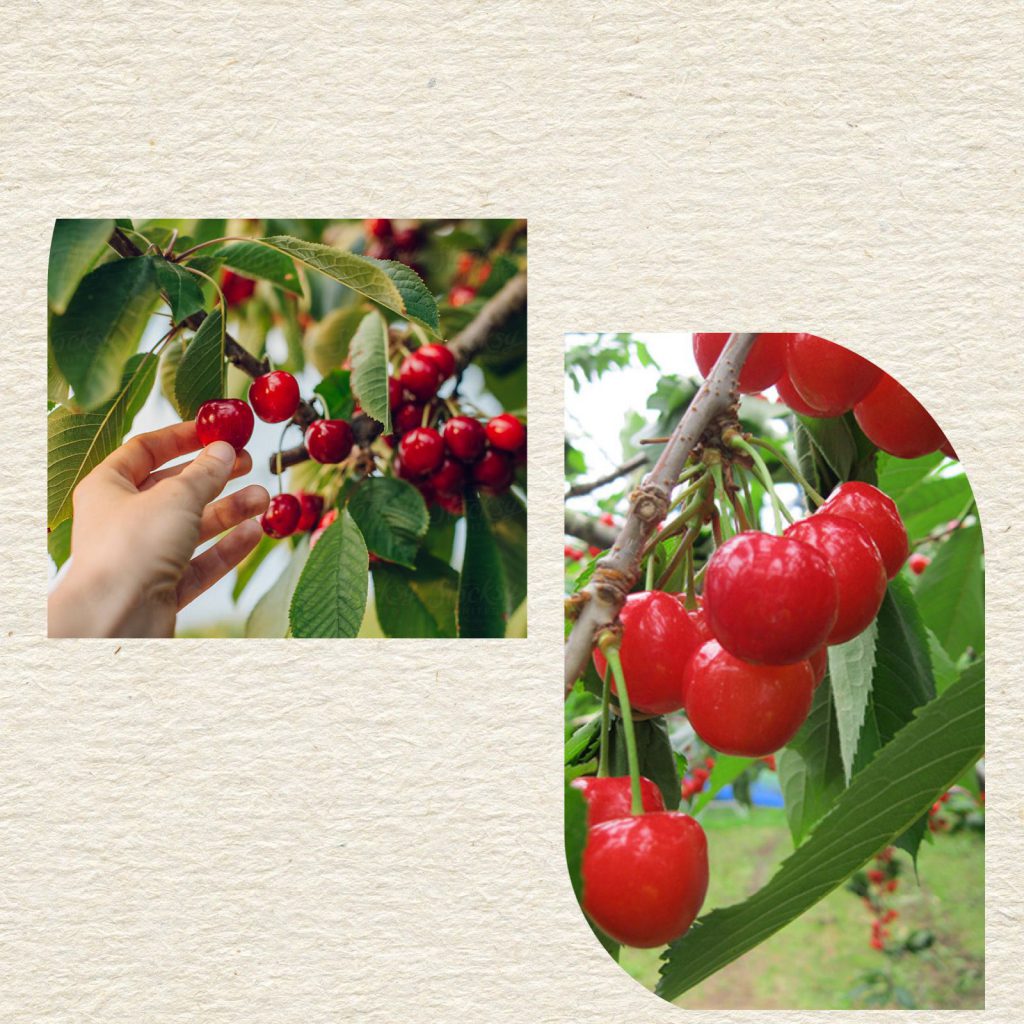 الربيع يداعب مرح وفرح by kadado reem - Ourboox.com