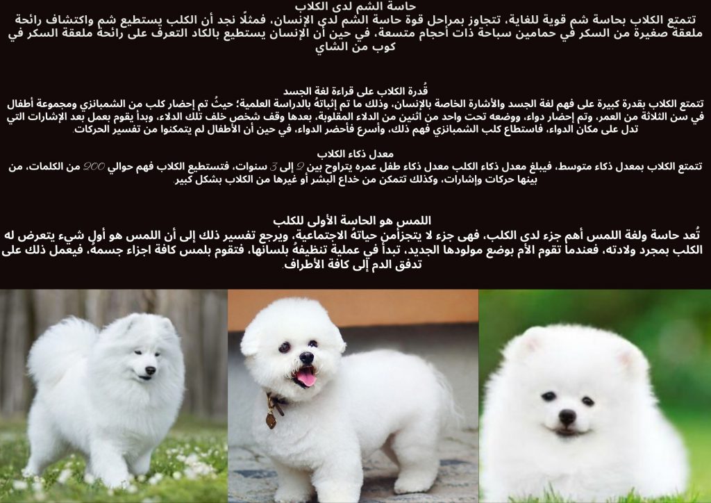 الكلاب by mariam - Ourboox.com