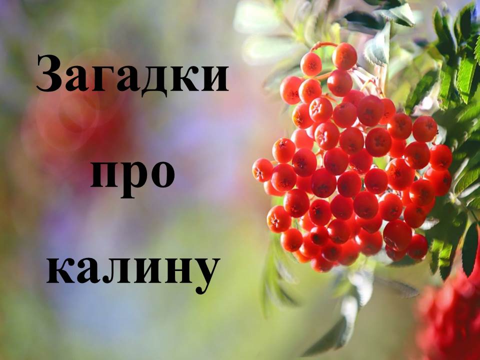 Загадки про калину by Tamila - Ourboox.com