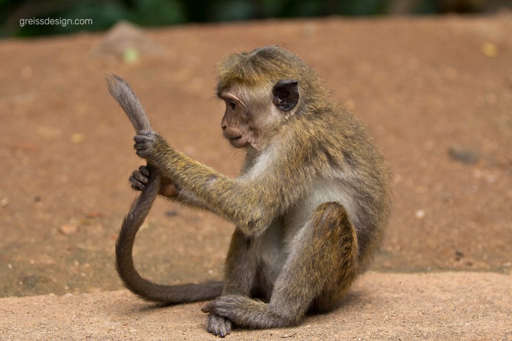 חיה by tamar cashingad - Ourboox.com