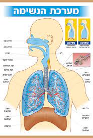מערכת הנשימה כיתה ו מדעים