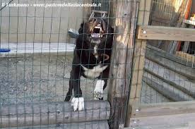 IL CANE by Maria Samiolo - Illustrated by Enrica - Ourboox.com