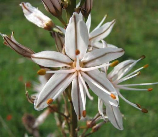 צמחים by yonis abo queder - Ourboox.com