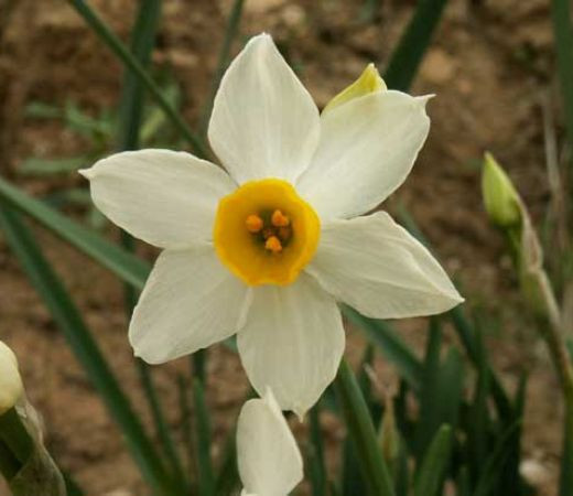 צמחים by yonis abo queder - Ourboox.com