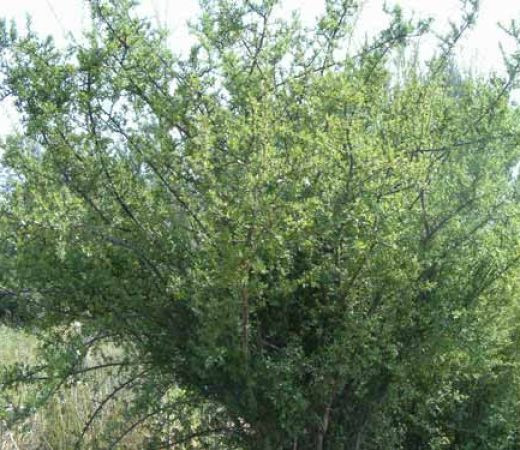 צמחים by yonis abo queder - Ourboox.com