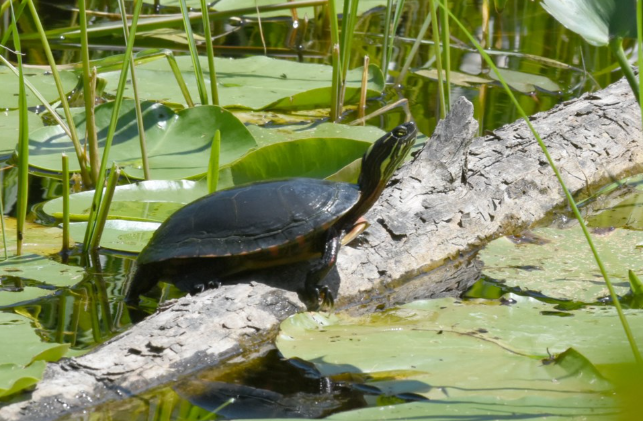 victoria and the water cycle by Akira Green - Ourboox.com