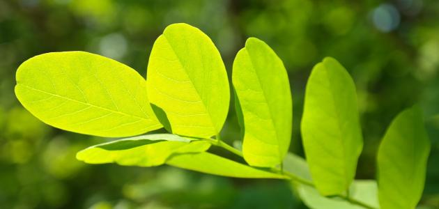 تلثير ضوء الشمس على النبات by mariam slman - Ourboox.com