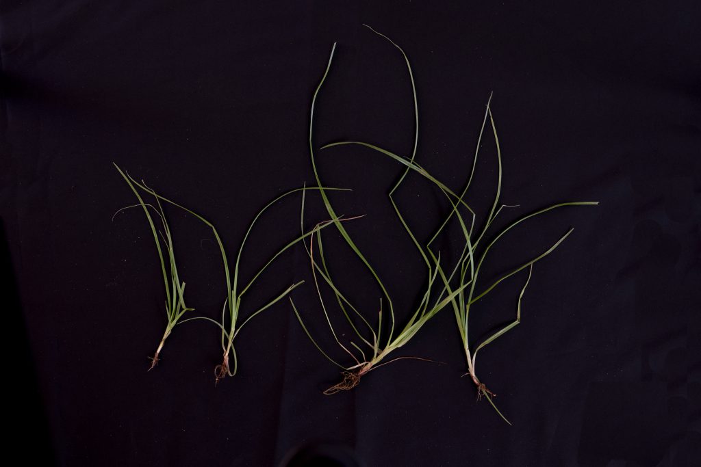 ספרון 1 by yoella Ofir - Ourboox.com