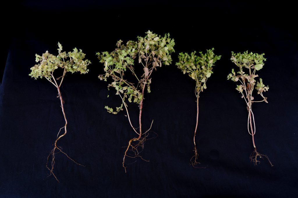 ספרון 1 by yoella Ofir - Ourboox.com