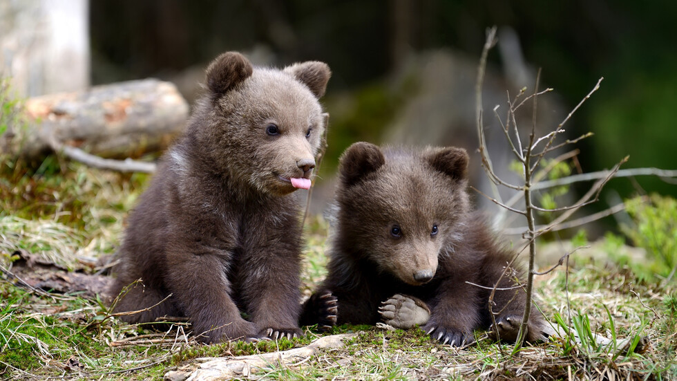 Баба Меца by Evgenia Radinova - Illustrated by  Радинова, Евгения - Ourboox.com