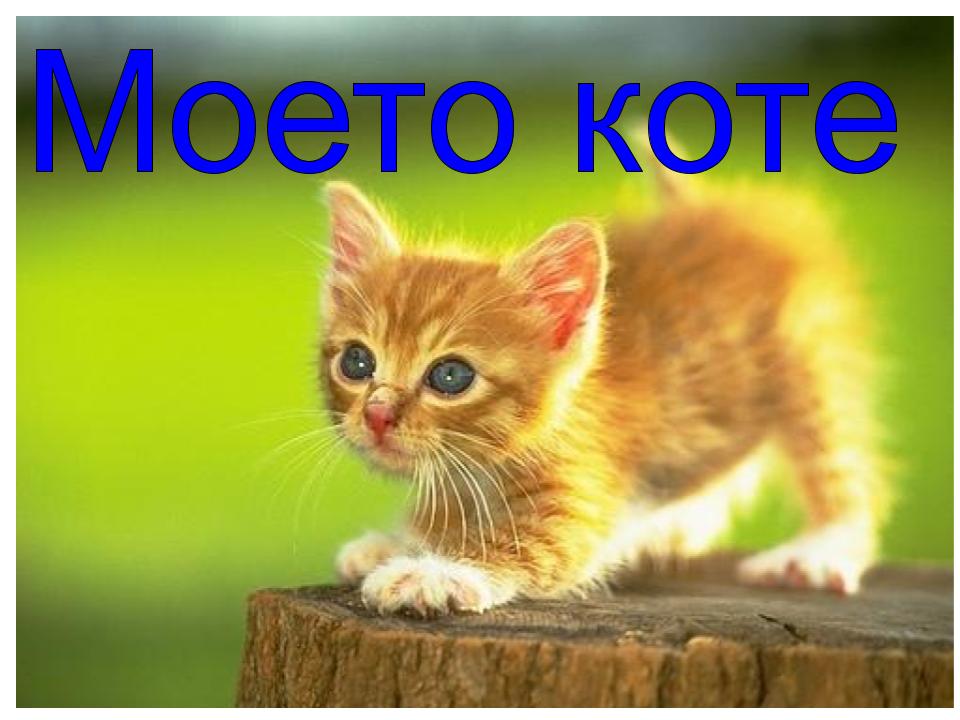 Коте by Elena Kohchieva - Ourboox.com
