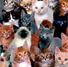 Мінливість ознак і її типи by Nadia Bazyuk - Ourboox.com