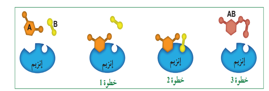 الانزيمات by SAEDA SHALTAF - Ourboox.com