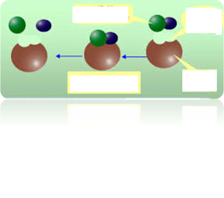 الانزيمات by SAEDA SHALTAF - Ourboox.com