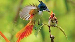 معجزات نبي الله داود by Amjad Hezam Andeela - Ourboox.com