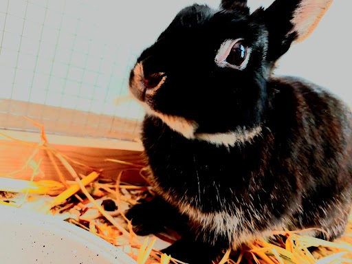 הסיפור של נענע הארנבת by David - Ourboox.com