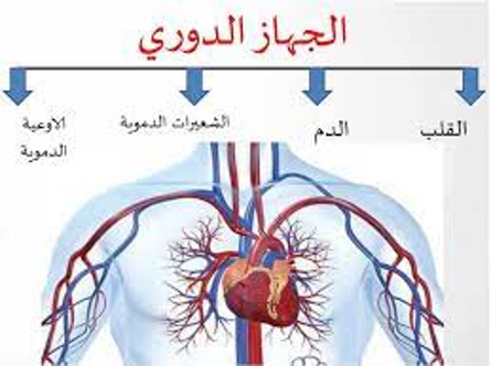 الجهاز الدوراني by سيلينا بيتوني - Ourboox.com