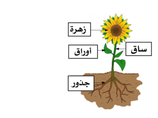 أجزاء النباتات ووظائفها by Reemshada - Illustrated by ريم شحادة - Ourboox.com