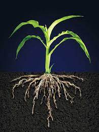 أجزاء النباتات ووظائفها by Reemshada - Illustrated by ريم شحادة - Ourboox.com